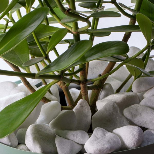 PEDRA QUARTZO ROLADO 5kg WEST GARDEN - Imagem 2